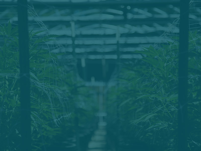 Texas Marijuana Grow House Defense Attorneys