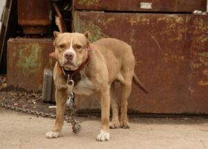 Michael Vick: NFL Stardom to Dogfighting Scandal and Redemption