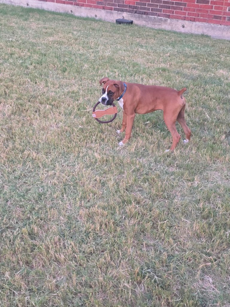 Brittany's Cassius